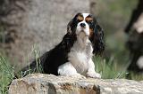 CAVALIER KING CHARLES 161